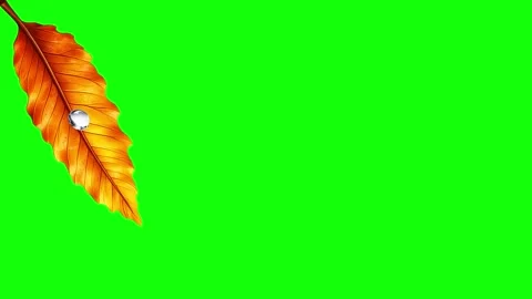 Green, Orange, White Leaf and Screen on Green Screen Background Horizontal 16:9 Stock Footage 339443578