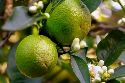 Green Oranges on the Citrus Tree with Budding Flowers Stock Photos
