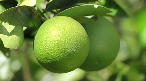 Green Oranges Video stock 48047220