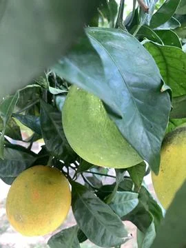 Green oranges, grapefruit Stock Photos