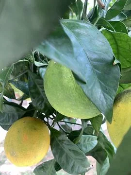 Green oranges, grapefruit Stock Photos