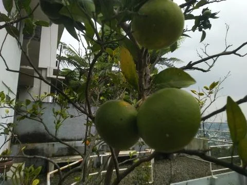 Green Oranges Growing on a Tree Branch with Leaves. Stock Photos