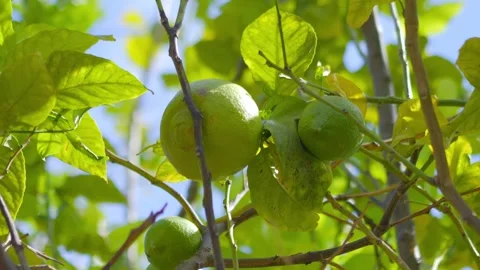 Green oranges hanging on a tree branch with leaves and a clear blue sky in .. Stock Footage 285629613