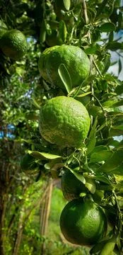 Green oranges hanging on the tree Stock Photos