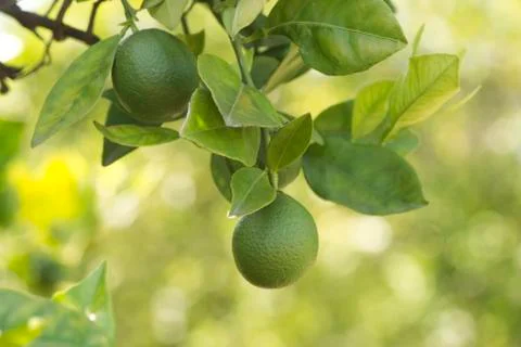 Green oranges Stock Photos