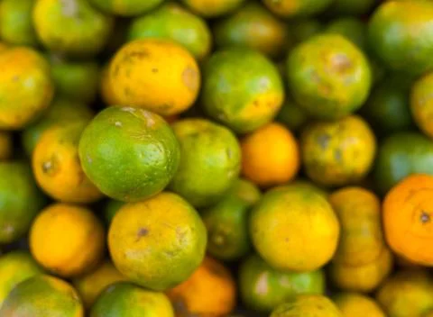 Green oranges Stock Photos