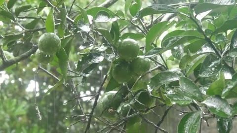 Green oranges on the tree are showered by falling raindrops Stock-Footage 324532195