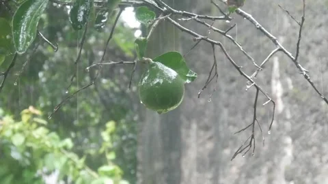 Green oranges on the tree are showered by falling raindrops Stock Footage 324532196