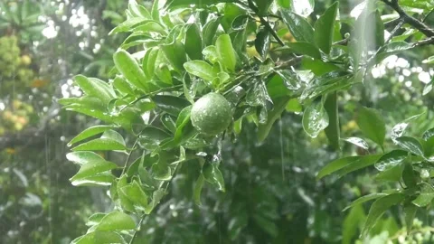Green oranges on the tree are showered by falling raindrops Stock Footage 324532197