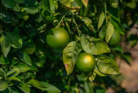 Green oranges on tree branches in the evening sun 2 Stock Photos