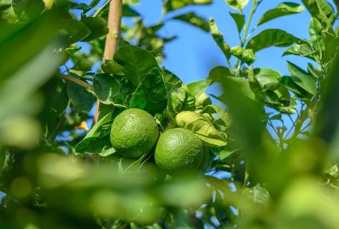 Green oranges on tree branches in the evening sun 1 Stock Photos
