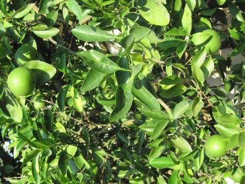 Green oranges on tree Stock-Fotos