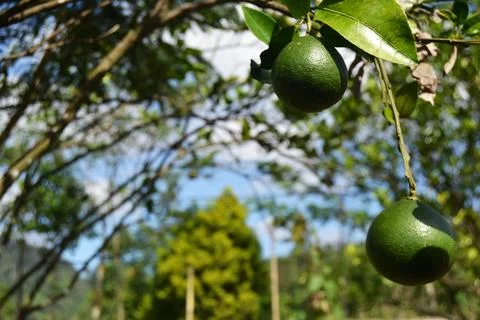 Green Oranges on Tree Stock Photos