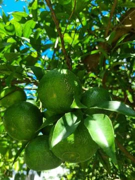 Green oranges on tree Stock Photos