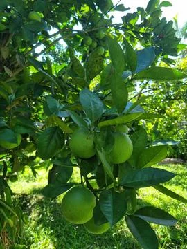 Green Oranges on Tree Stock Photos