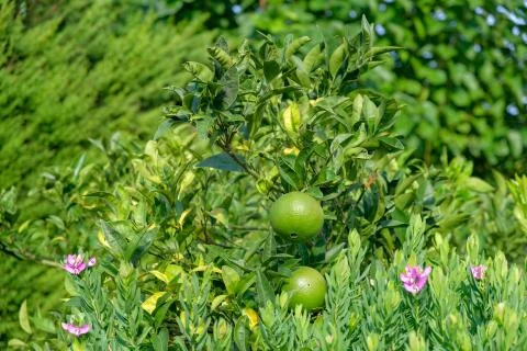 Green oranges on a tree surrounded by plants Foto stock
