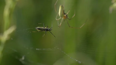 Green Orb Weaver Spider and Trapped Box Bug on Grass - 4K Slow Motion Shot Stockbeeldmateriaal 336185993