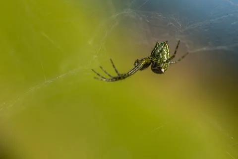 Green Orb Weaver Spider on Delicate Web Foto stock
