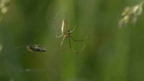 Green Orb Weaver Spider Moving Legs on Tall Fescue Grass - 4K Slow Motion Shot Vídeos de archivo 336185375