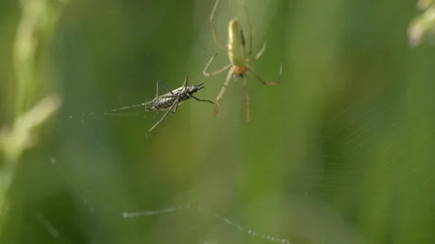 Green Orb Weaver Spider Observing Trapped Box Bug on Tall Fescue Grass - 4K Vídeos de archivo 336186065