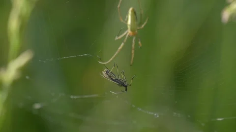 Green Orb Weaver Spider Observing Trapped Box Bug on Tall Fescue Grass - 4K Vídeos de archivo 336186078