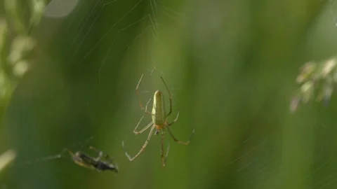 Green Orb Weaver Spider with Trapped Prey on Tall Fescue Grass - 4K Slow Motion Vídeos de archivo 336185350