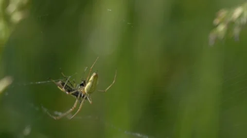 Green Orb Weaver Spider Wrapping Prey on Tall Fescue Grass - 4K Slow Motion Shot Stockbeeldmateriaal 336185992