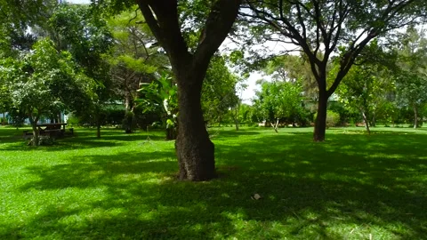 GREEN Orchard  PARK Video stock 159932375
