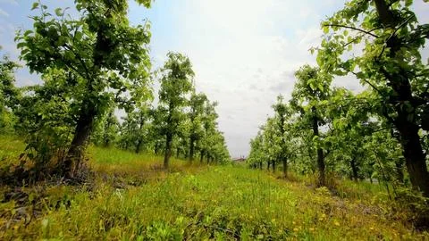 Green orchard with rows of fruit trees under cloudy sky. A lush green orchard Stock Photos