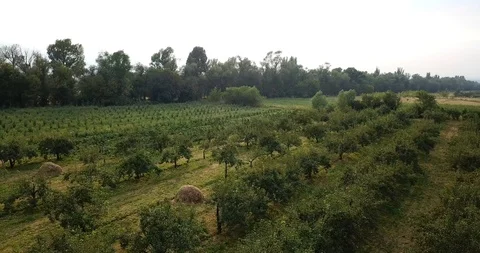 Green orchard. Trees stand in rows. Growing green grass, pear trees. Vídeos de archivo 114887531