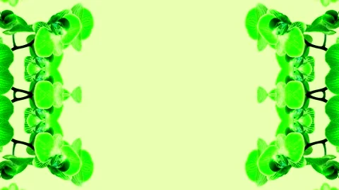 Green Orchid Border Stock Footage 284398248