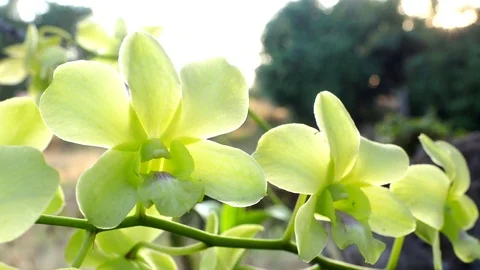 Green orchid with sunset. Stock Footage 101057030