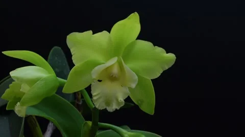Green orchid time lapse 2 Stock Footage 7731137