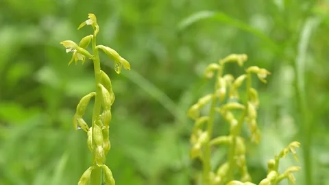 Green orchids covered raindrops are moving in a gentle wind Stock Footage 150967177