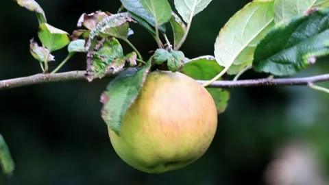 Green organic apple on tree,  macro Stock Footage 218807190