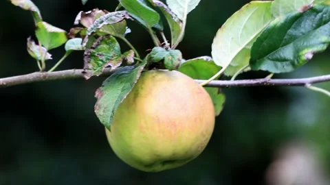 Green organic apple on tree,  macro Stock Footage 221393018