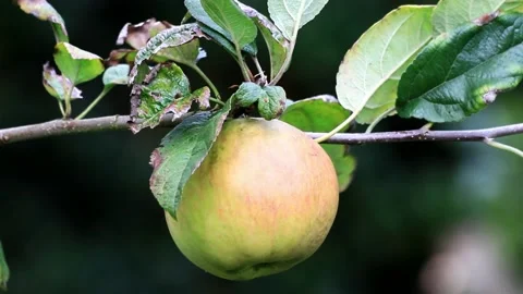 Green organic apple on tree,  macro Stock Footage 221496643
