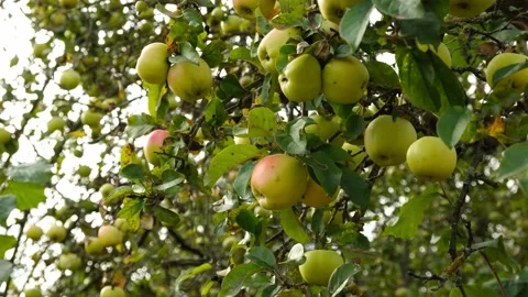 Green Organic Apples Stock Footage 220617293