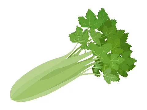Green organic celery vegetable isolated on white Stock Illustration