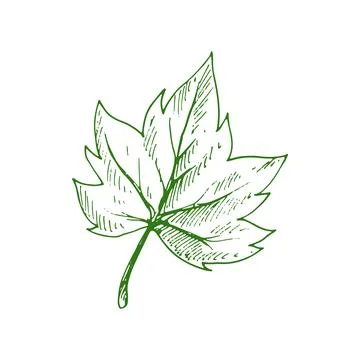 Green organic leaf isolated maple tree element 스톡 일러스트