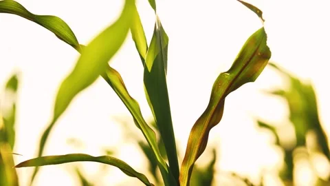 Green organic maize leaf seedling natural with sky at corn field closeup Video stock 270146483