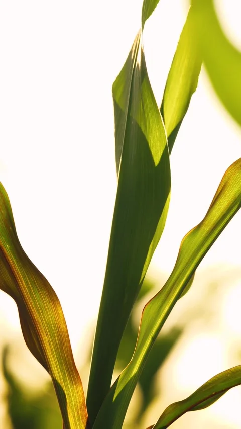 Green organic maize leaf seedling natural with sky at corn field closeup Stock Footage 277512463