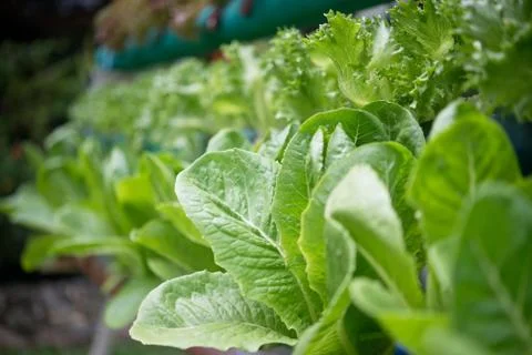 Green organic Stock Photos
