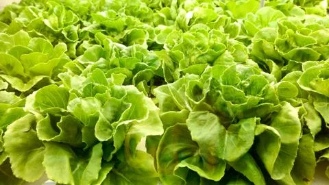 Green organic vegetable. Stock Photos