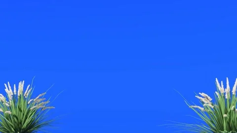 Green Ornamental Grasses on a Solid Blue Screen Background Stock Footage 330985158