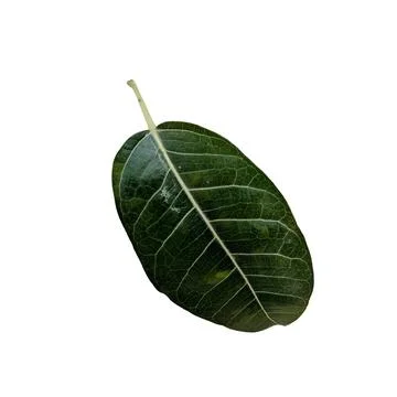 Green Oval Leaf on White Background 스톡 사진