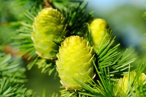 Green ovulate cones Stock-Fotos