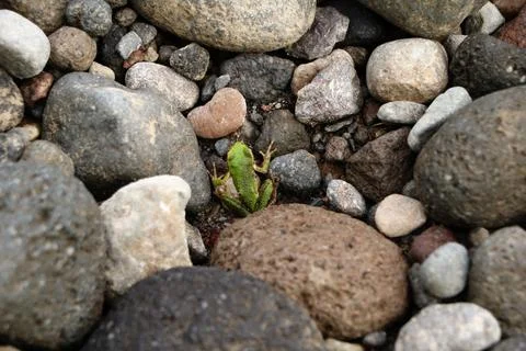 A green Pacific tree frog (Pseudacris regilla) sitting among river rocks.  Stock Photos