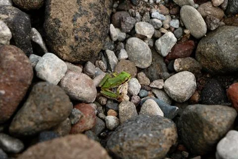 A green Pacific tree frog (Pseudacris regilla) sitting among river rocks Stock Photos