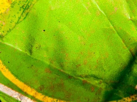 Green packet rubbish texture background close up Foto stock